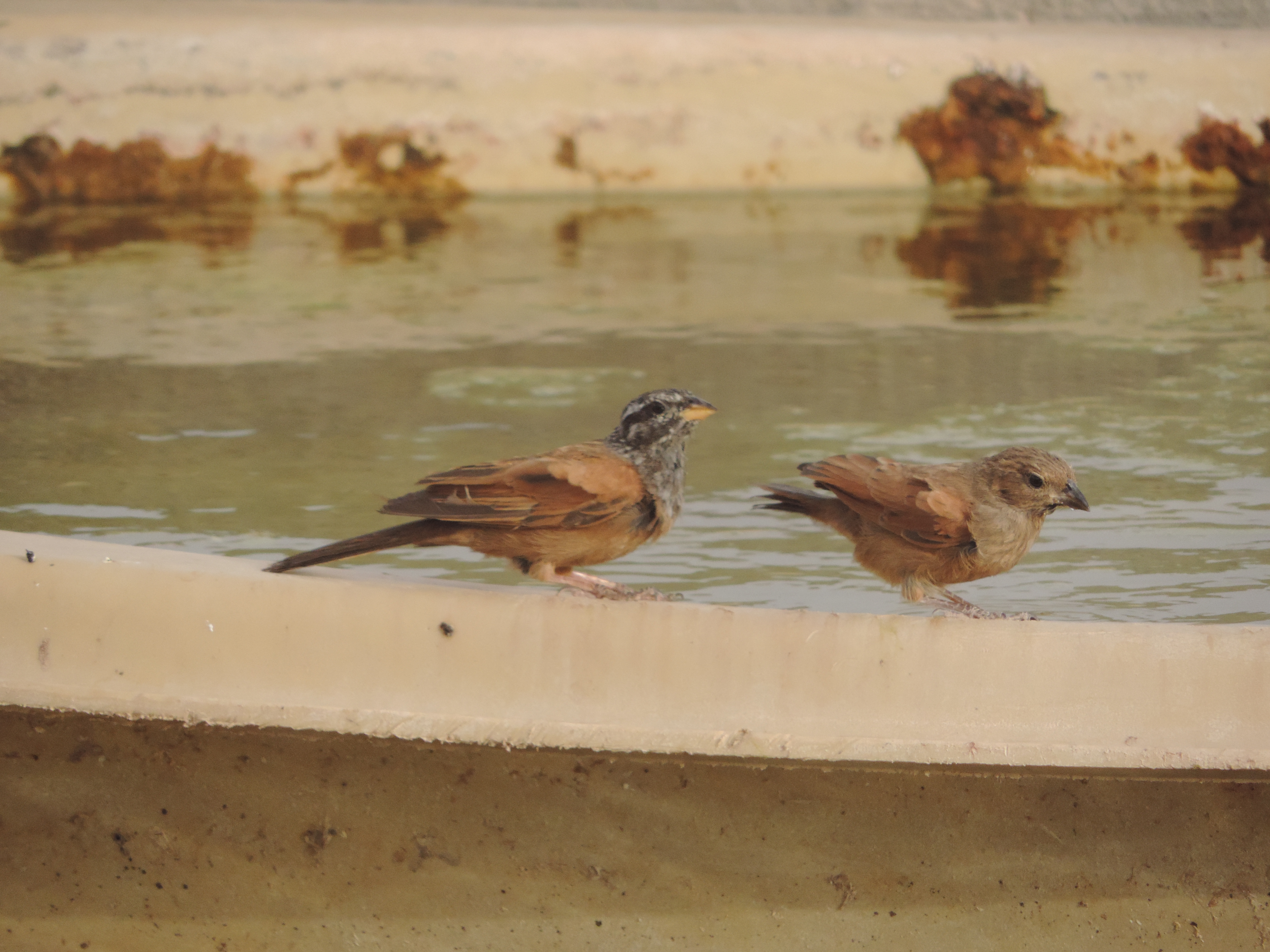 Birds at our water feature