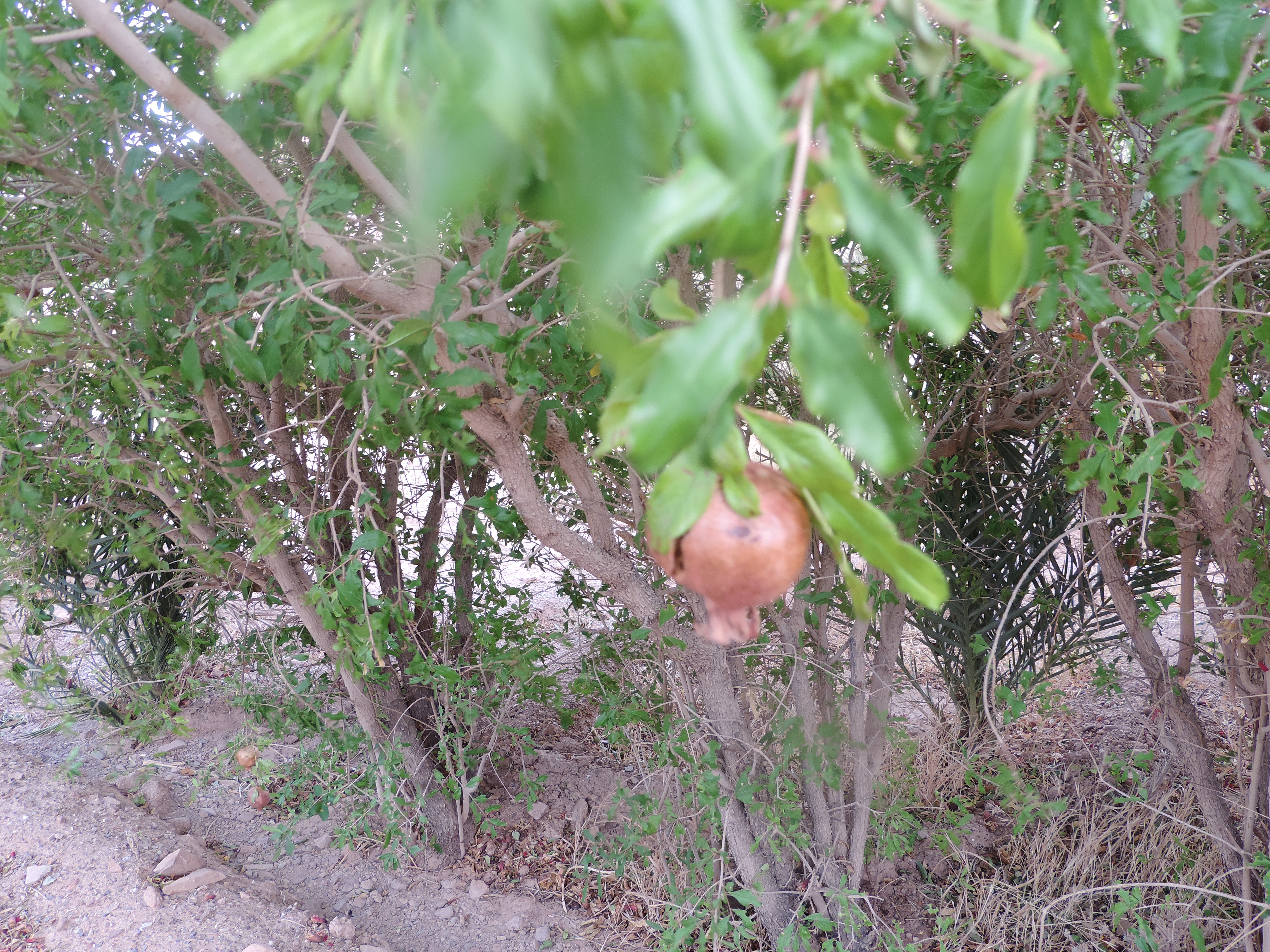 Pomegranate trees at FOM AFSAHEY