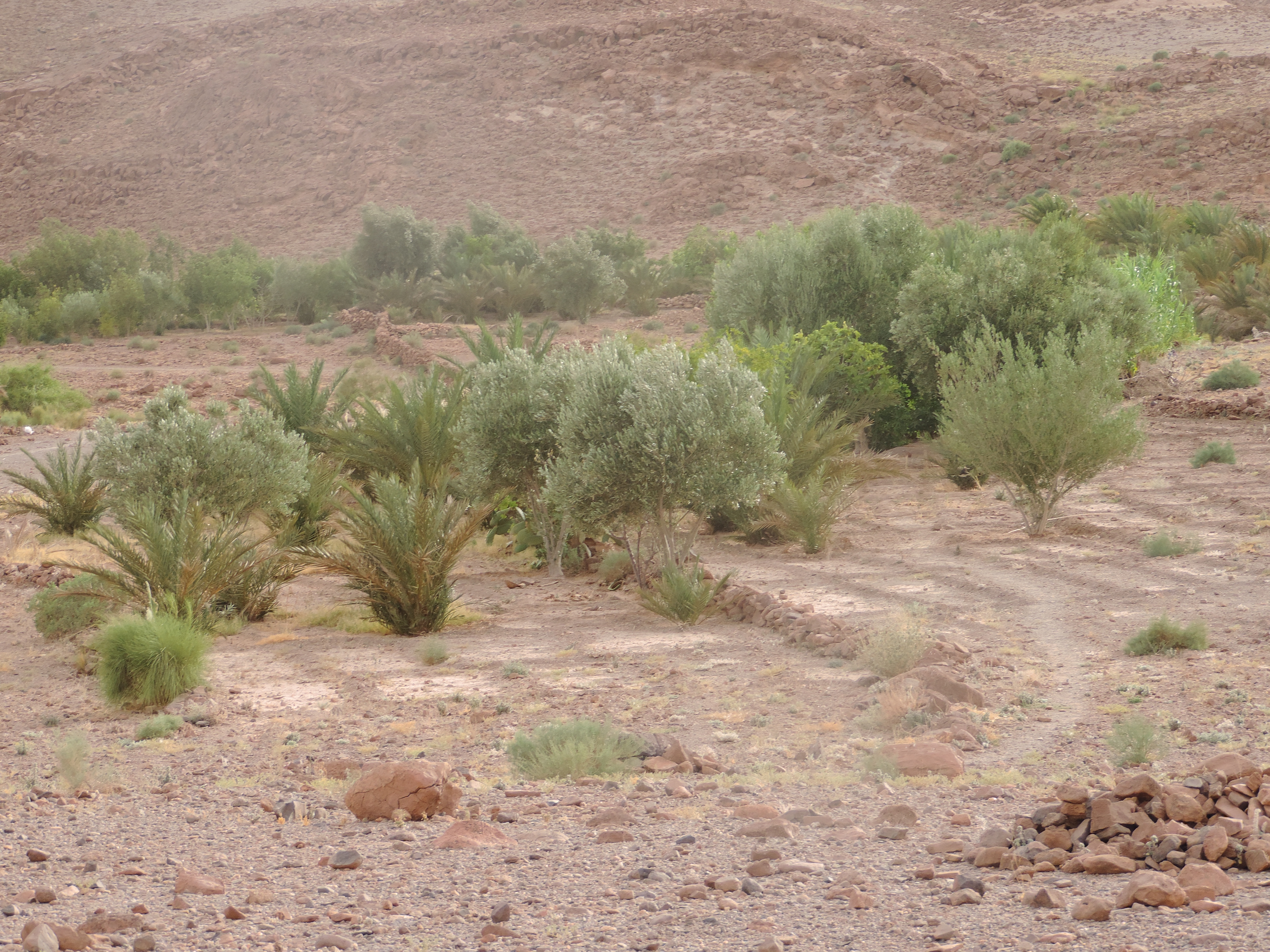 Olive trees at FOM AFSAHEY