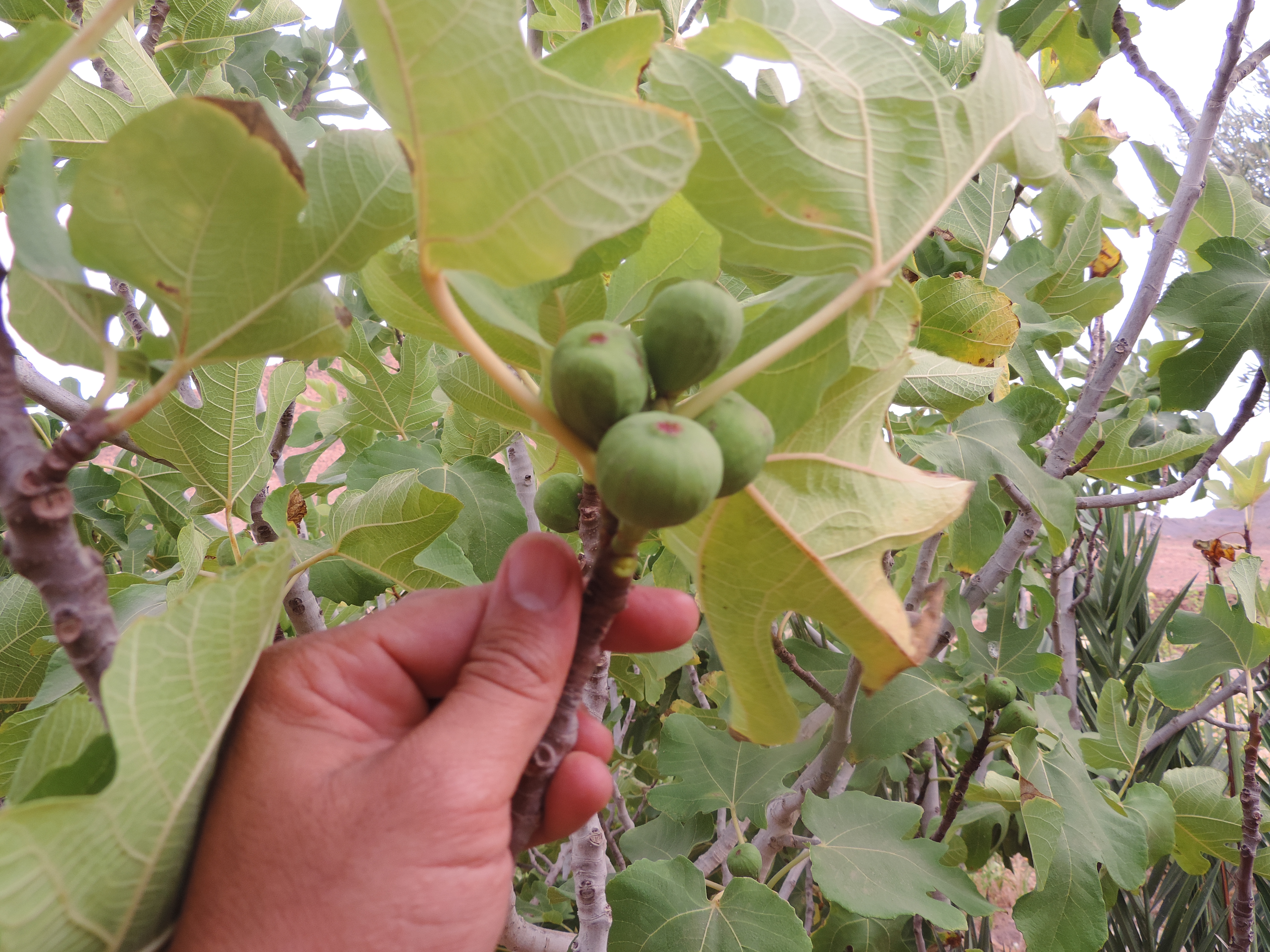 Figs at FOM AFSAHEY